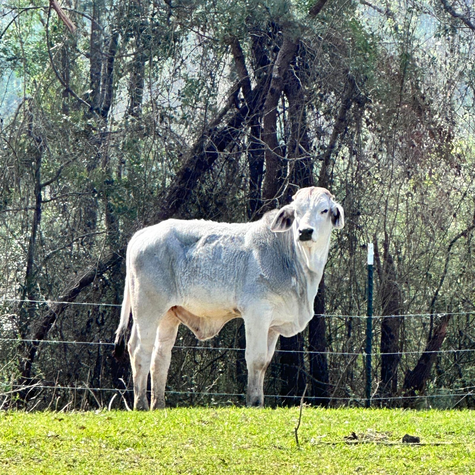 Cow overlooking the pasture at Black Market Cattle Company, raised naturally without antibiotics, vaccines, or chemicals