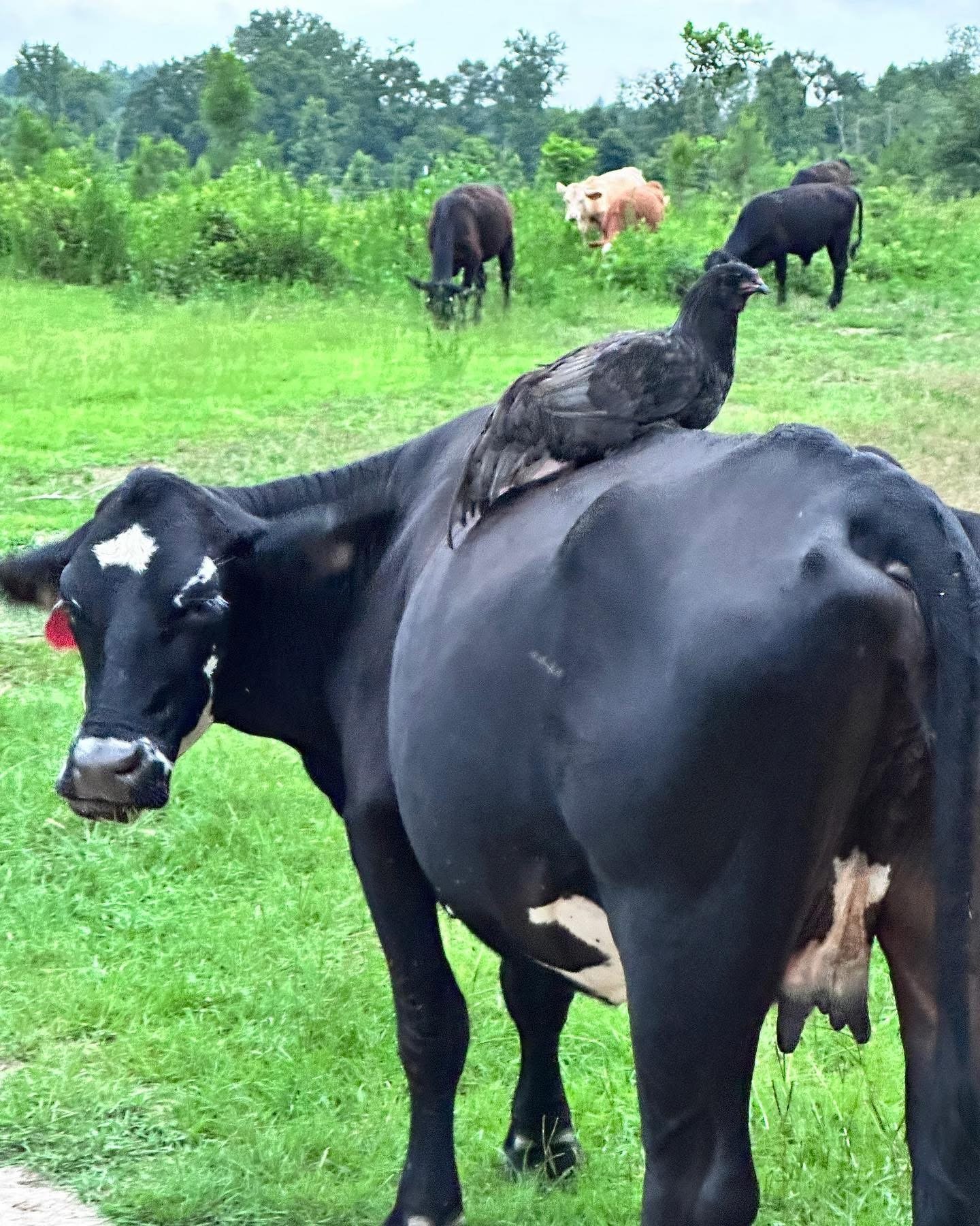 Pasture-raised cow with a rooster resting on its back, surrounded by other cows on a small farm. Ethically raised beef from Black Market Cattle Company.